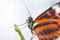 IMG_4652 butterfly portrait